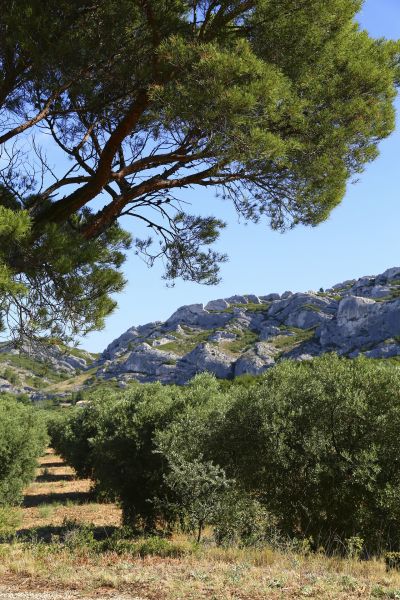 Des biens immobiliers de prestige dans les Alpilles